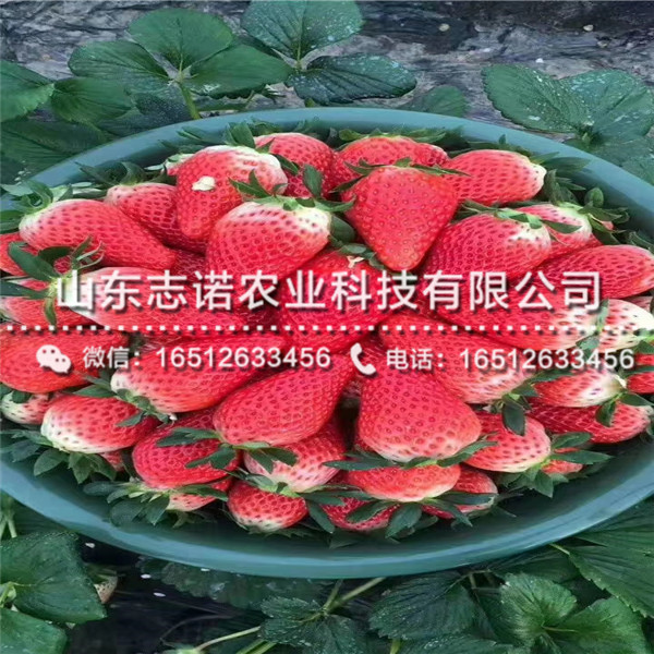 妙香7号草莓缺点图片