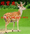 本地羊驼租赁羊驼出租草泥马出租浙江杭州南方羊驼租赁图片