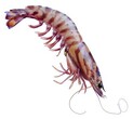 深圳海鲜清关丨手续流程