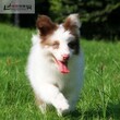 凌云边牧犬舍丁香陨石MM图片