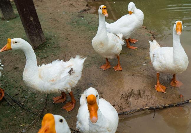 永新洛寧縣鵝養殖飼料育肥鵝飼料.