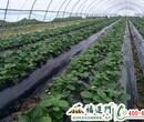 草莓种植选福进门水溶肥-全程跟踪服务图片