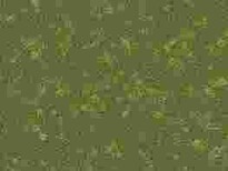 SW1990传代复苏细胞株哪提供图片1