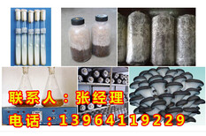 蘑菇菌种，衡水平菇菌种，衡水菌种厂图片0