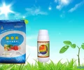湖南红心橙黄叶子特效杀菌剂