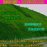 来宾一斤牧草种子价格图片1