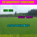 来宾一斤牧草种子价格图片2