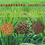 来宾一斤牧草种子价格图片4