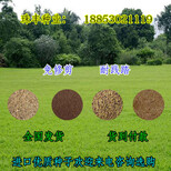 来宾一斤牧草种子价格图片5