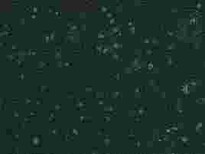 HCC1937复苏细胞株服务优图片2