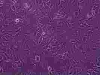 HCC1937复苏细胞株服务优图片5