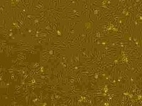 HCT116复苏细胞株服务优图片3