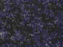 HCT116复苏细胞株服务优图片2