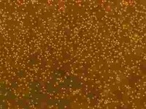 HCT116复苏细胞株服务优图片1