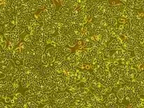 L1210贴壁复苏细胞株哪提供图片4