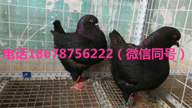 肉鸽子哪里有卖的多少钱一对图片0