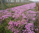 芝樱价格芝樱批发芝樱基地图片