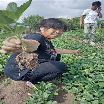 脱毒黔莓二号草莓苗每周价格