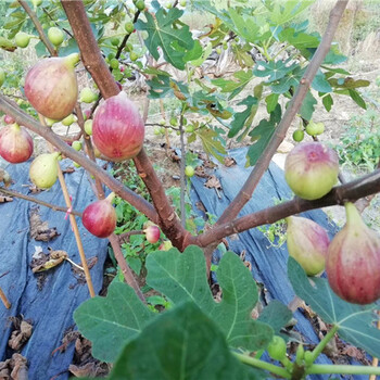 青皮无花果苗基地价格、青皮无花果苗生产厂家