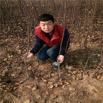 寒富苹果苗种植技术