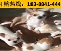 云南普洱江城哈尼族彝族自治有卖高品质大丹犬