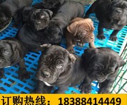 云南普洱西佤族自治狗市场出售血统美国恶霸犬图片2