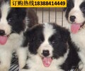 云南怒江泸水狗市场出售纯正血统美国恶霸犬