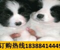 云南普洱墨江哈尼族自治养犬基地卖巴哥犬批发