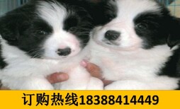 云南普洱西佤族自治狗市场出售血统美国恶霸犬图片4