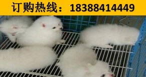 云南普洱西佤族自治狗市场出售血统美国恶霸犬图片1