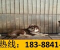 云南曲靖师宗出售纯种哈士奇犬