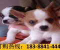 云南文山马关宠物基地出售雪纳瑞联系方式