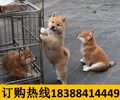 云南丽江古城哪里有卖顶级大丹犬