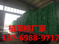 吕梁塑料植草格厂家图片4