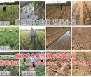 最晚成熟的桃子品种大全图片