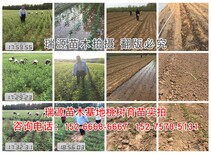 {山东晚熟桃品种}_山东晚熟桃品种价格图片2