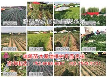 {山东晚熟桃品种}_山东晚熟桃品种价格图片5