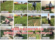 {山东晚熟桃品种}_山东晚熟桃品种价格图片0