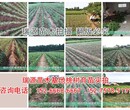 全椒十月份成熟的桃子品种大全
