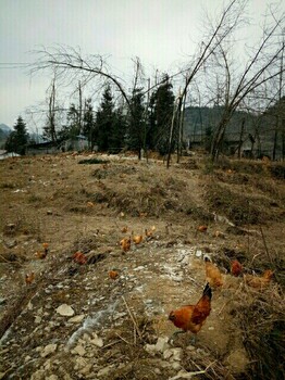 铜仁枫桦土鸡