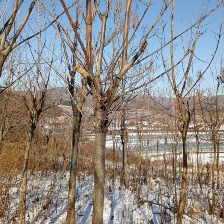 東北遼寧黃菠蘿黃柏樹苗鄉村綠化