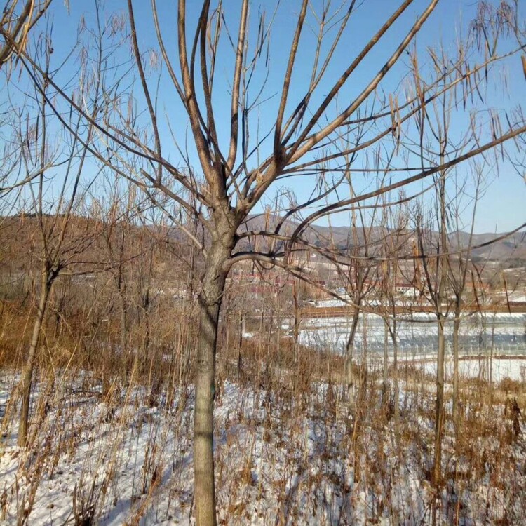 東北遼寧黃菠蘿黃柏樹苗鄉村綠化