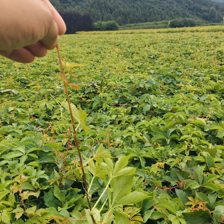 三叶地锦与爬山虎图片