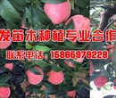 桃树有哪些品种