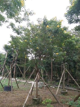 重庆黄花槐花色迷人，重庆黄花槐假植苗，重庆黄花槐精选