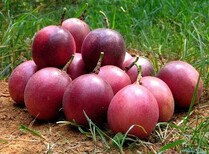 广西农家水果轩长期供应新鲜百香果大量批发零售图片1