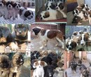 现在杂交肉狗种苗养殖企业