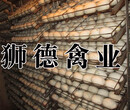 山西运城茶花鸡苗价格多少钱一只-河池鸭苗基地