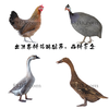 养殖）崇左扶绥土鸡苗+附近价格-免费提供鸡苗欢迎您