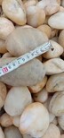 潍坊诸城鹅卵石潍坊诸城水处理鹅卵石产地图片5